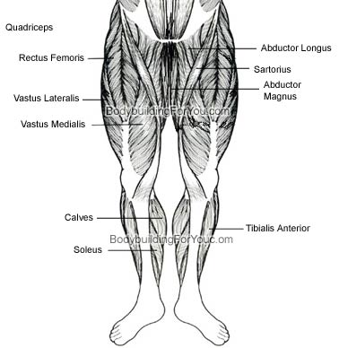 Legs Muscle Chart Front Jpg Anatomy Your Fingertips